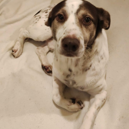 Signor tullio profile