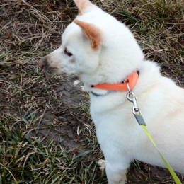 Yuki profile