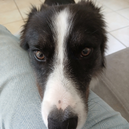 Brutus profile