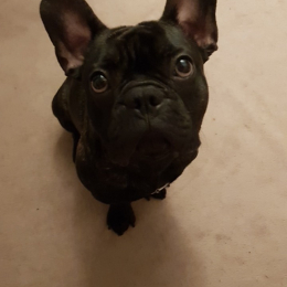 Marley et nyx profile