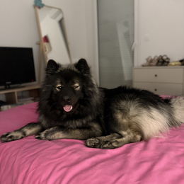 Usko profile
