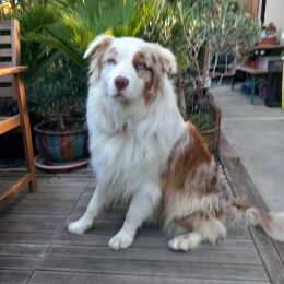 Samouraï profile