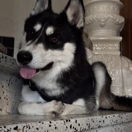 Oréo profile