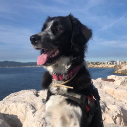 Roxi profile