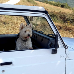 Chipie et ols profile