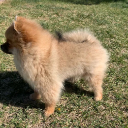 Rixie profile