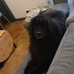 Cosmo profile