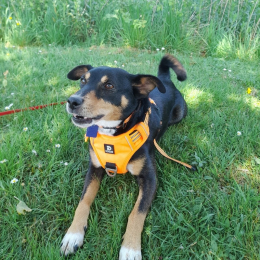 Toby profile