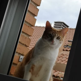 Salma profile