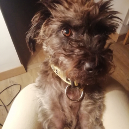 Doggo profile