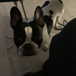 Ori profile