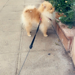 Pina profile