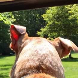 Charlotte profile