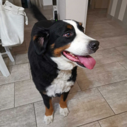 Domino et joode profile