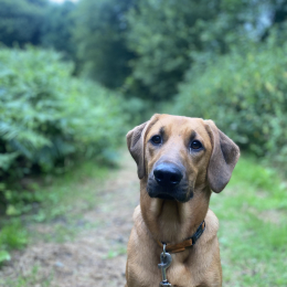 Uma profile