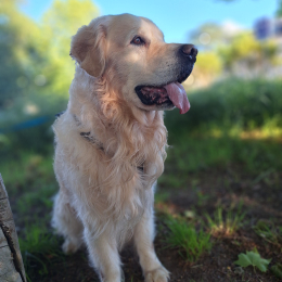 Médoc profile