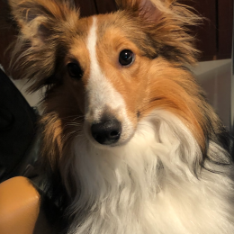 Cooper profile