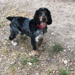 Paddy profile