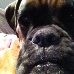 Chippie profile