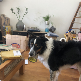 Zizou et flamm profile