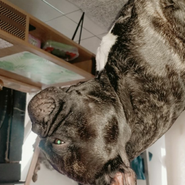 Nestor profile