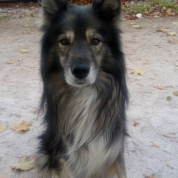 Malko profile