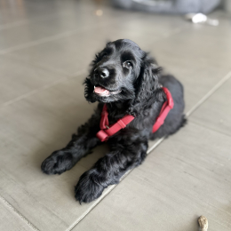 Arlo profile