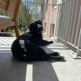 Loki profile