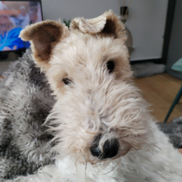 Doggo profile