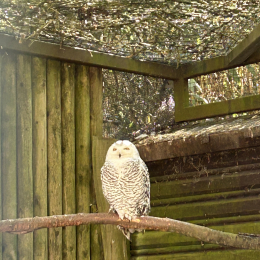 Guss profile