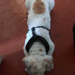 Pollux profile
