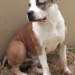Usko profile