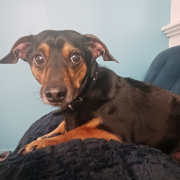 Zazou profile