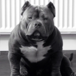 Enzo profile