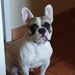 Oggy profile