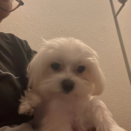 Snoopy profile