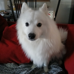 Vaiiko profile