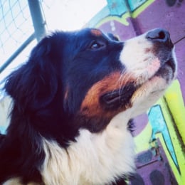 Siska profile