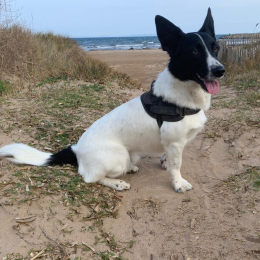 Mignon profile