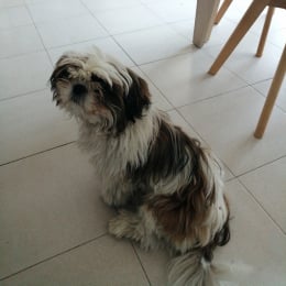 Falco profile
