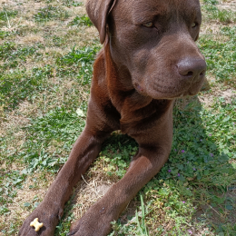 Tango profile