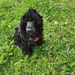 Milou profile