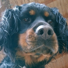 Max profile