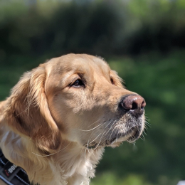 Paco profile