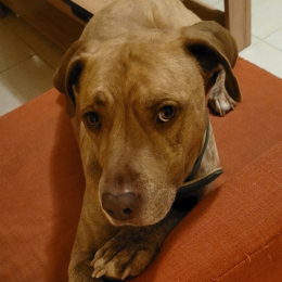 Doggo profile