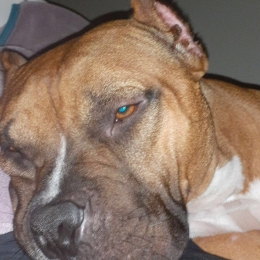 Bocky profile