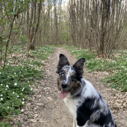 Doug profile