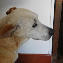 Lila profile
