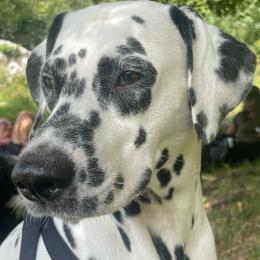 Greta profile