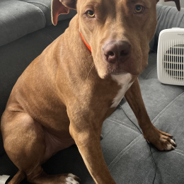 Brownie profile